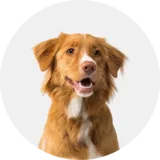 Pets And Animals