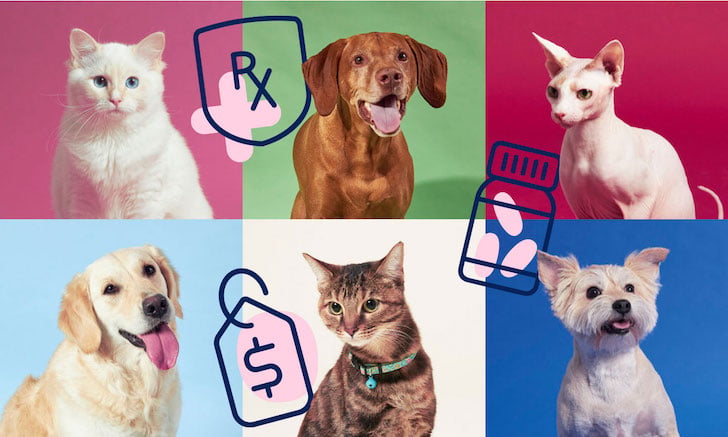 Best Pet Insurance Companies in the USA